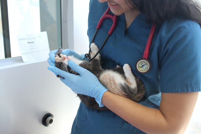 cat getting teeth examined